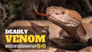 Deadly Venom - हिन्दी डॉक्यूमेंट्री, Wild Africa | Wildlife documentary in Hindi