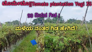 ಟೊಮೇಟೊ||Tomato plantation Yogi 35||90 ದಿನದ ಗಿಡ|| ಸ್ಪ್ರೇ ಮತ್ತು ಗೊಬ್ಬರದ ವಿವರ