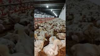 Hamara chicks 20 days hy #chicken #farming