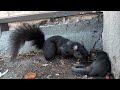 squirrel removal watch this mother squirrel relocate her baby from a balcony