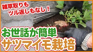 家庭菜園や農園で簡単さつまいも栽培！雑草対策もツル返しも不要！初心者でも出来るサツマイモ栽培をご紹介【農家直伝】/ How to grow simple sweet potatoes