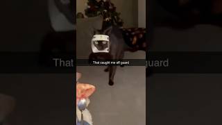 Funny cat and dogs 😂😂 episode 337 #cat #cats #pet #animals #shorts