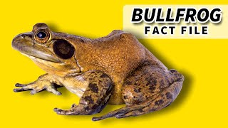 Bullfrog Facts: LARGEST living FROG in North America 🐸 Animal Fact Files