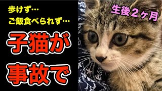 緊急報告【子猫が事故】骨盤骨折で足が神経麻痺