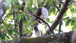 小さな神社のアオバズクの親子