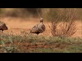 birding in spain black bellied sandgrouses