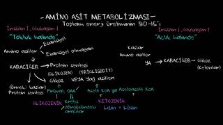 Amino Asit Metabolizmasına Genel Bakış (Biyoloji)