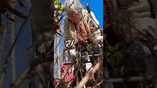 FALL GARDEN CLEAN UP! Trimming the Daisy Plants... Oh, my aching back! #garden #fallcleanup