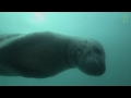 Diver Encounters Deadly, 13-Foot Leopard Seal  National Geographic