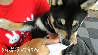 【豆柴】ど素人が子犬の歯磨きに挑戦する！目指せ歯磨きマスター【初めての歯磨き】