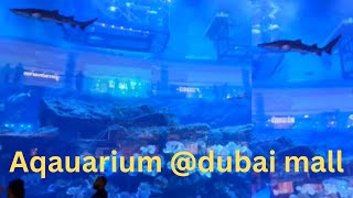 Aquarium@Dubai mall / അക്വേറിയം @ ദുബൈ മാൾ /#aquarium@dubaimall#arabfocus#