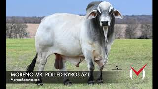 Moreno Mr. Polled Kyros 571