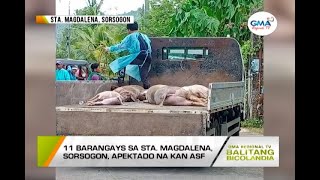 Balitang Bicolandia: 11 barangays sa Sta. Magdalena, Sorsogon, apektado na kan ASF