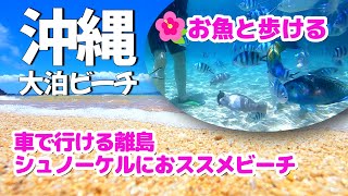 [沖縄旅行]大泊ビーチ✨歩いて海に入ったらお魚がたくさんいてビックリ/浅瀬の美しい海/レンタル品が安い/シュノーケリングが楽しい～😊　#沖縄 #シュノーケル #伊計島 #okinawa