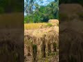 Tidak seharusnyah anak klas 2 sd kerja keras di sawah menggerjakan pekerjaan orang dewasa...