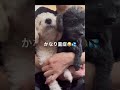 【我が家の愛犬】ママの病名🥹💦 愛犬との暮らし トイプードル ばぁばからの忠告