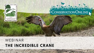 The Incredible Crane: Sandhill Cranes | Webinar