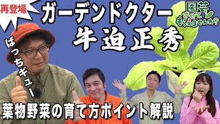 【ガーデンドクター再び！】 葉物野菜の育て方ポイント解説（肥料・虫対策）【園芸させてもらえませんか？】＃75　（2023年10月1日OA)