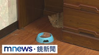 【獨家】惡房客欠租落跑！　13隻紙片貓遭棄養險餓死｜#鏡新聞