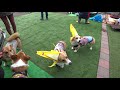 コーギーと一緒に遊ぼう　play with corgi