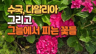 수국, 다알리아 그리고 그늘에서 피는 꽃들