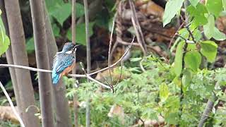 【野鳥】カワセミ　Common Kingfisher【birdwatching】