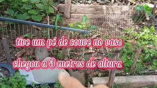 VLOG TRANSPLANTE SUCULENTAS l PARAGUAENSE l MOSTRANDO OQ CONSEGUI PLANTAR!❤️🌺🌼🌿