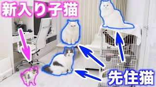 新入り子猫を先住猫たちがいる部屋に入れてみたら...