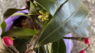 ПОСЫЛКА: СКИММИЯ ЯПОНСКАЯ: SKIMMIA JAPONICA REEVESIANA JANNEY 🪴