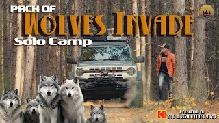 Wolf-Pack Howls at my Thanksgiving Dinner Camp!