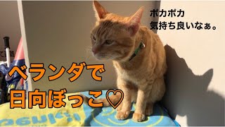 ベランダで日向ぼっこ♡ねこのはる