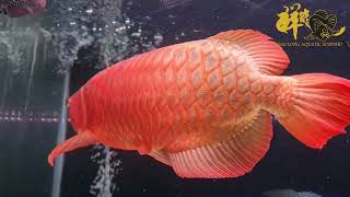 Toho Red Arowana