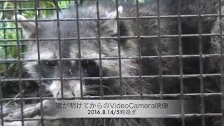 アライグマ捕獲Series②　Part Ⅲ 2016