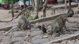 Baby Monkey Bin Bin Eats Apple