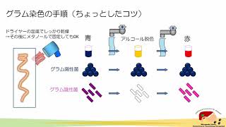 グラム染色を理解しよう　染色方法の実際