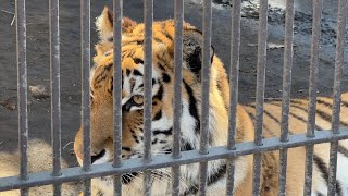 番外編　ルイくんアズサちゃんあけましておめでとう【宇都宮動物園】【2023年1月1日】