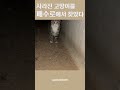 배수로에 갇힌 마당냥이 구조 shorts