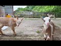 子ヤギの可愛すぎる闘い　2023年5月24日 goat farm 吉がけ牧場