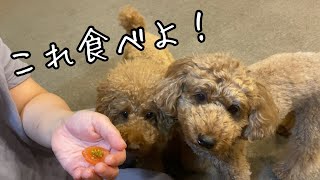 この季節は犬にこれも食べさせたい！いい季節だなぁ…【トイプードルそぼろ＆ニコ】