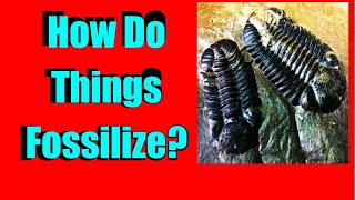 Fossils - How Do Fossils Form  - The process of fossilization - how does something fossilize fossil