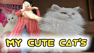 The best cats vlog |The Cats Lover|