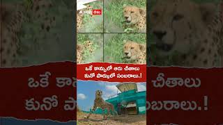 ఒకే కాన్పులో ఆరు చీతాలు..కునో పార్కులో సంబరాలు! #kunonationalpark #cheetah #gamini #shorts #ytshorts