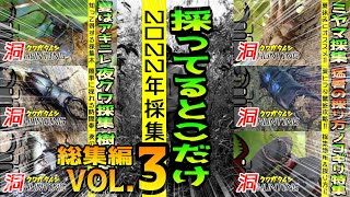 2022年クワガタ採集ベスト動画‼採ってるシーン総集編Vol.3【昆虫採集】