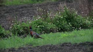 Common pheasant's courtship, 環頸雉求偶