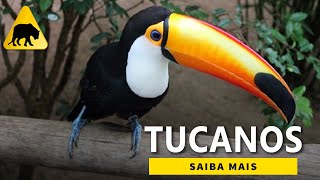 Tucanos