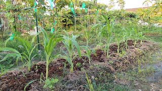 [狐狸菜園] 今天來檢視一下八月初在瓜棚下種的生菜長勢如何 check the lettuce growing which were planted under loofah trellis