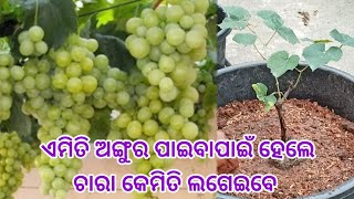 ଏମିତି ପ୍ରଚୂର  ଅଙ୍ଗୁର ପାଇବାପାଇଁ ହେଲେ ଗଛକୁ କେମିତି ଲଗେଇବେ ।#grapes #angurgachha#angur #gardening