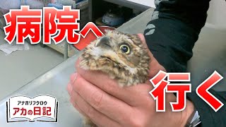 【メンテナンス】病院に緊張しまくりなちっちゃいフクロウ【Burrowing Owl】