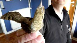 Wryneck Ringed in Raahede, Denmark 20100502