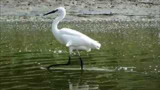 コサギのダンス、Dance of Little egret、20150506